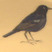 Ceylon Whistling-Thrush